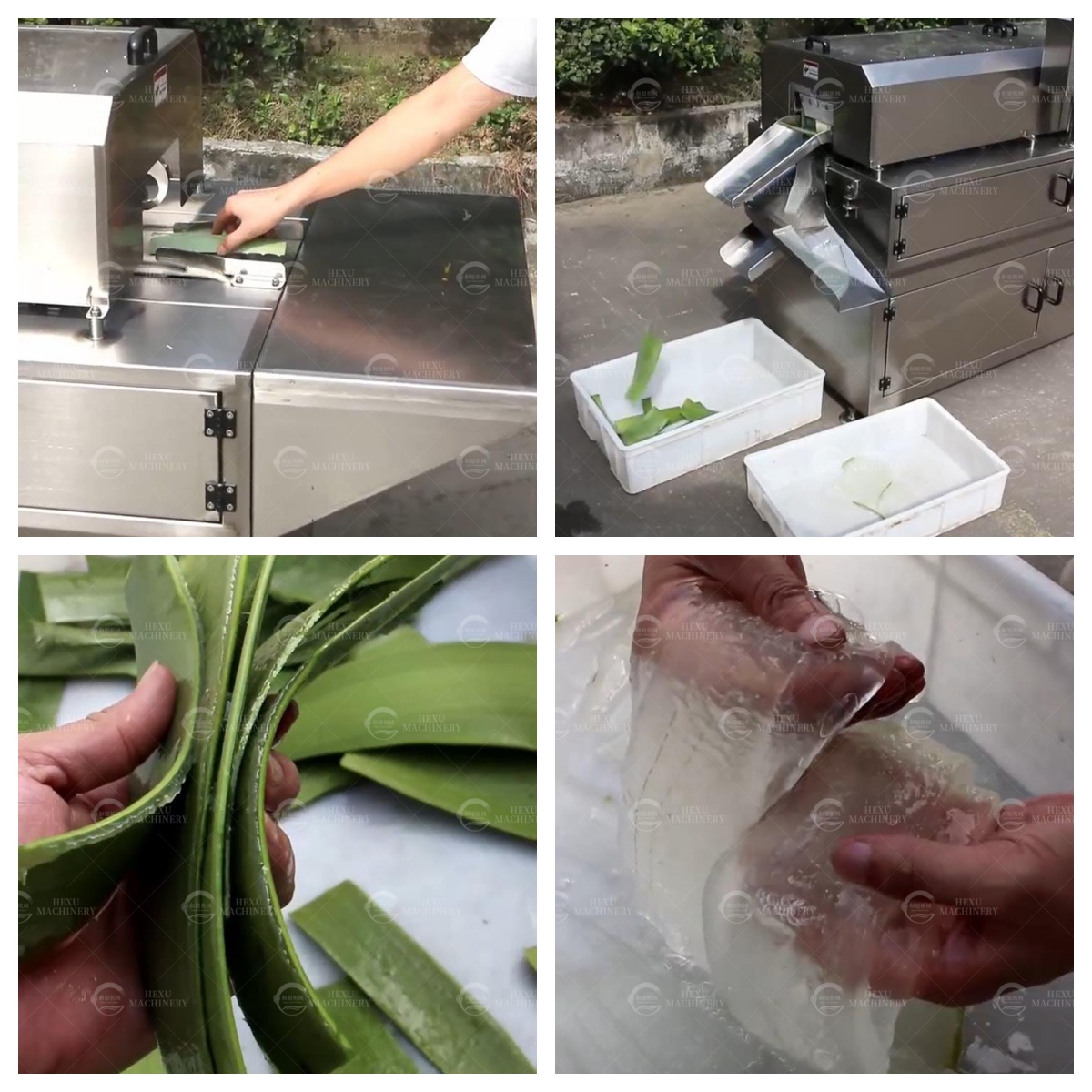 aloe peeling machine