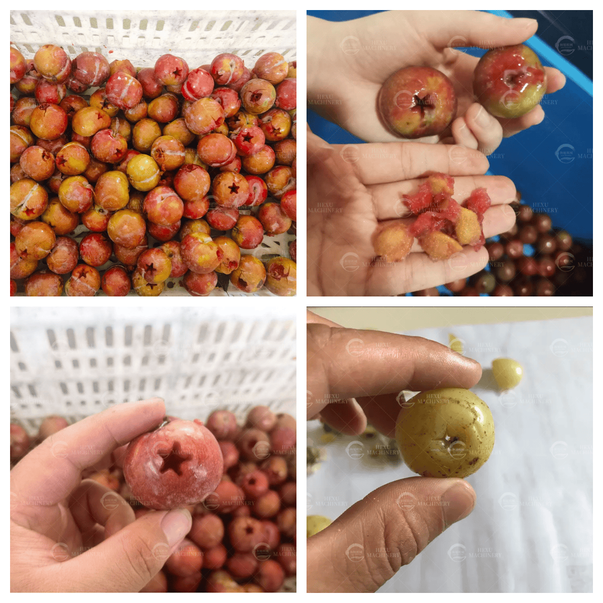 plum coring machine plum seeds removing machine