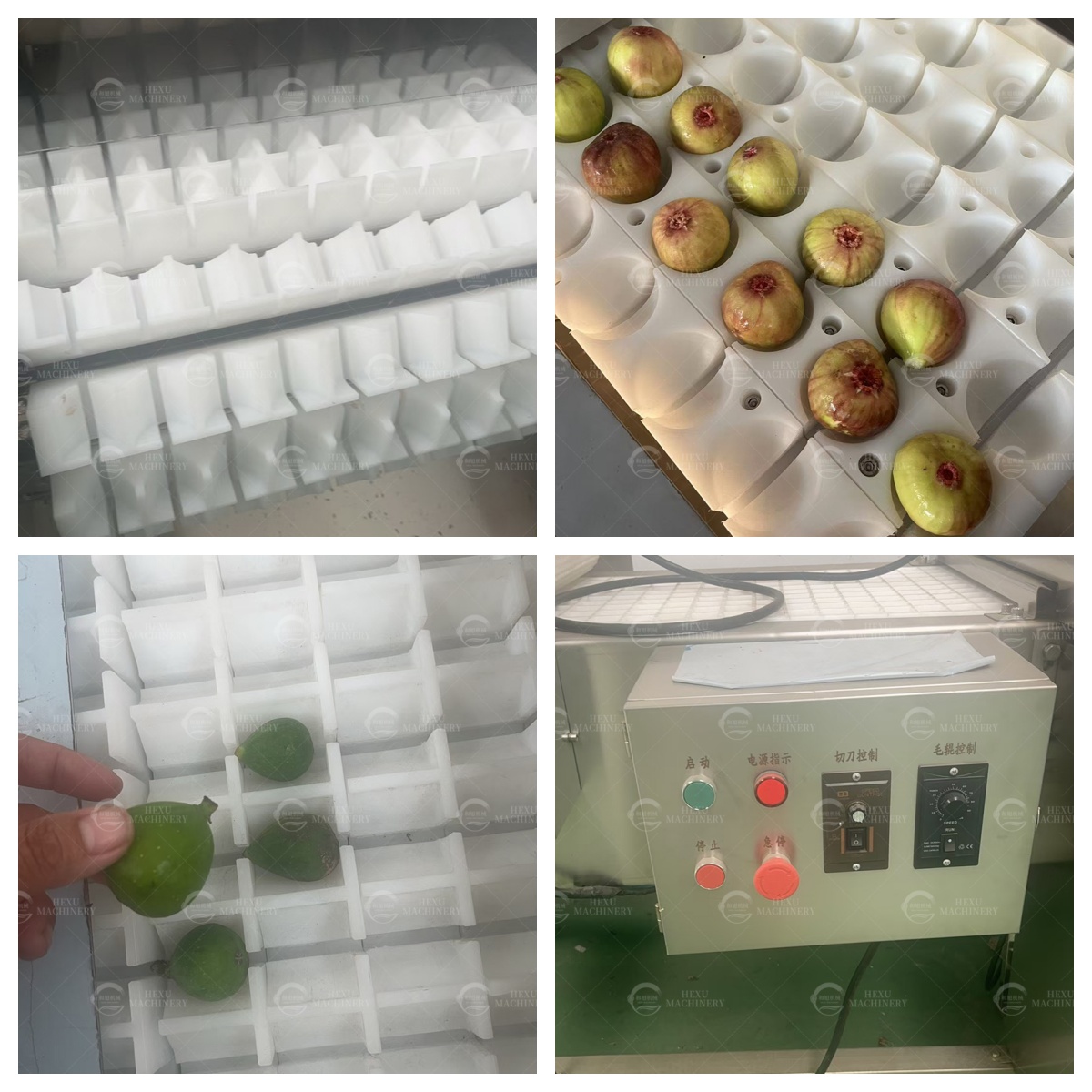 fruits half cutting machine