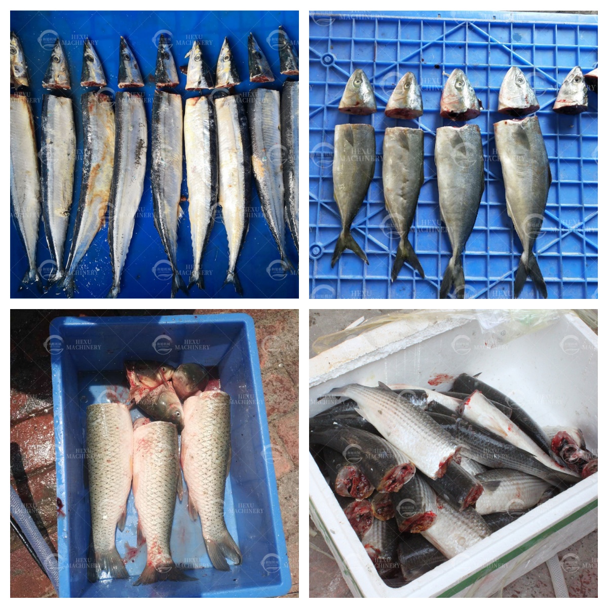 fish top and tail cutting machine fish head removing machine