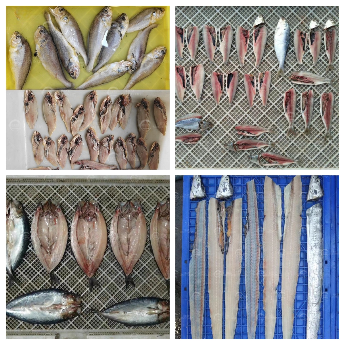 开鱼肚机 切鱼片机