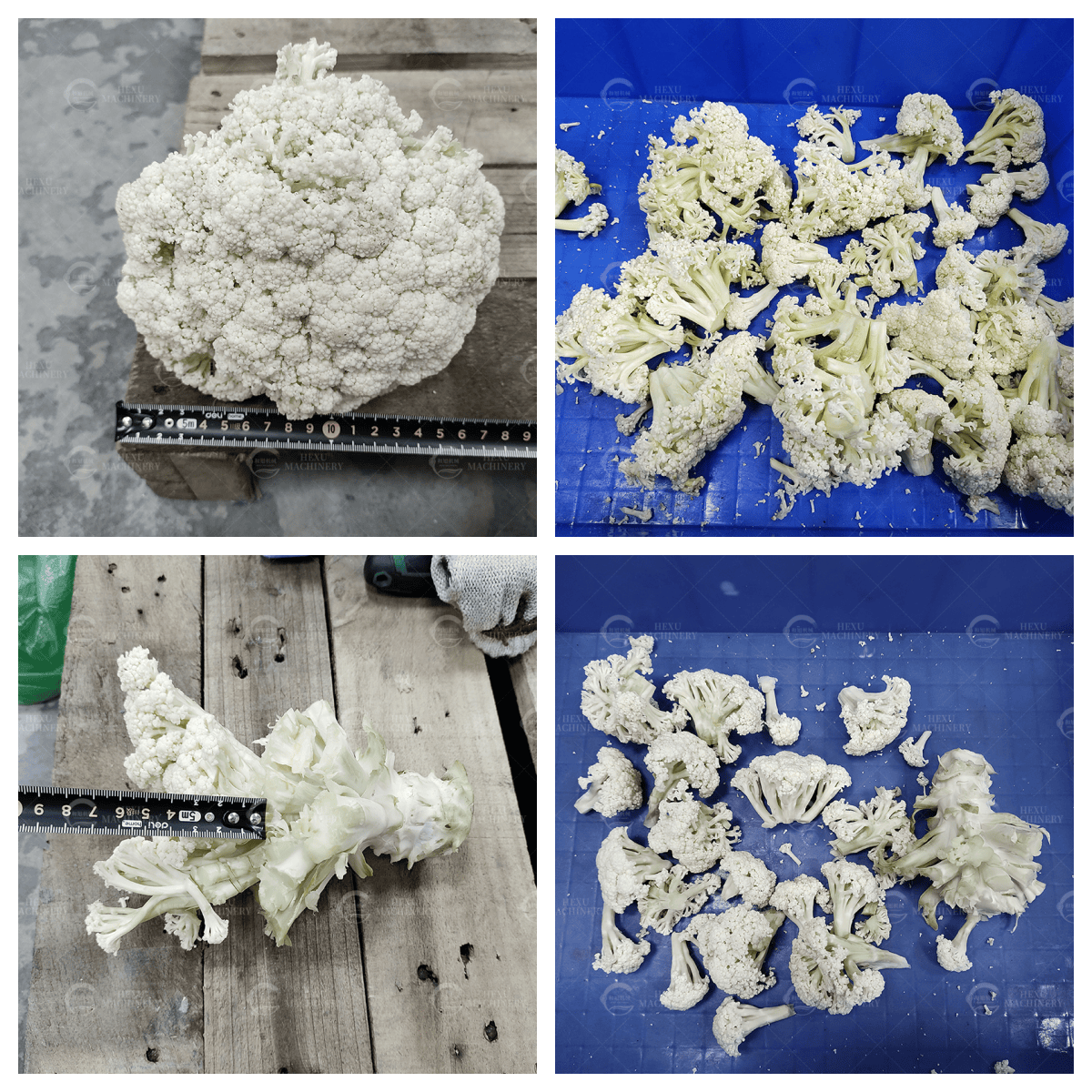 cauliflower floretting machine