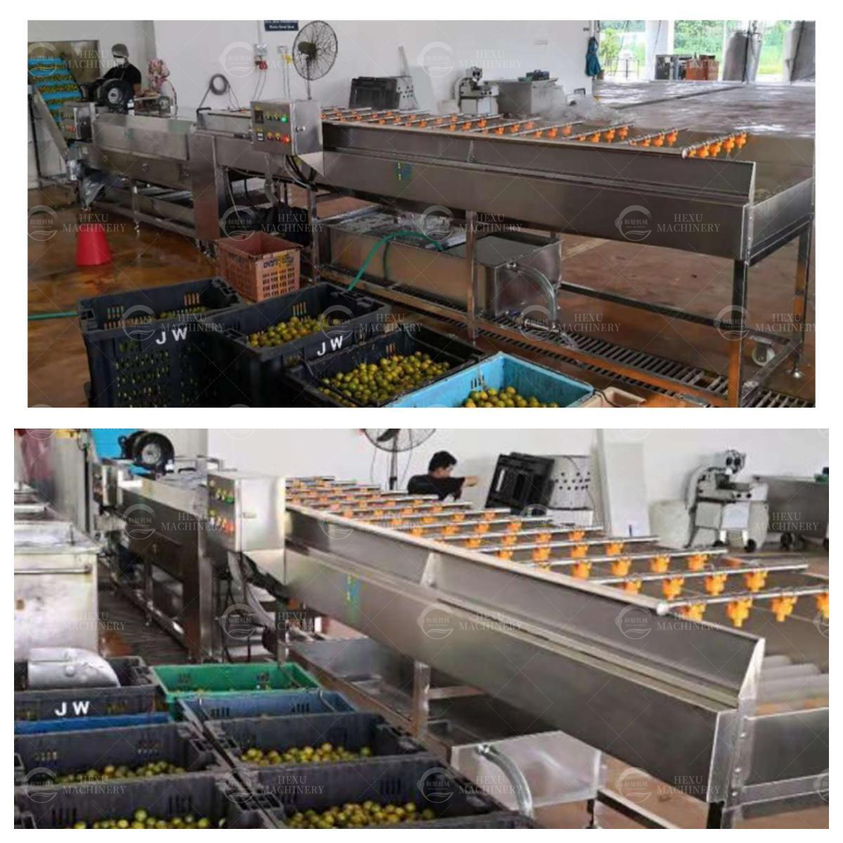 Introduction of Citrus/Kumquat Production Line