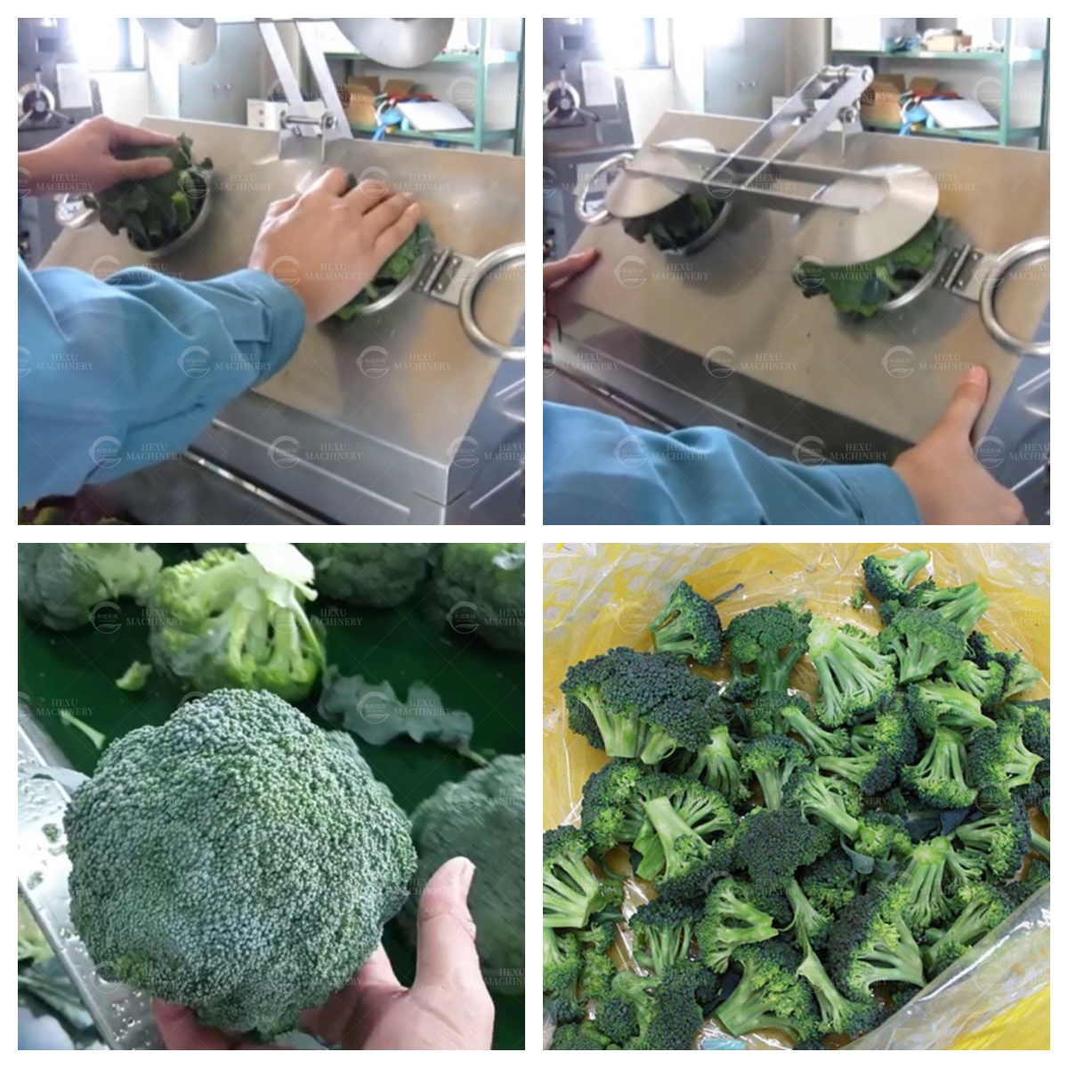 Efficiency Reimagined: The Professional Broccoli Floretting Machine for Large-Scale Food Processing