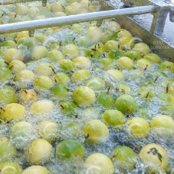 Fruits Washing and Drying Processing Line