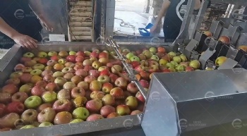 Automatic Apples Washing, Peeling and Coring Machine