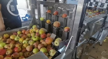 Automatic Apples Washing, Peeling and Coring Machine