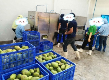 Mango Peeling and Coring Machine