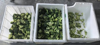 西蓝花振动分级机