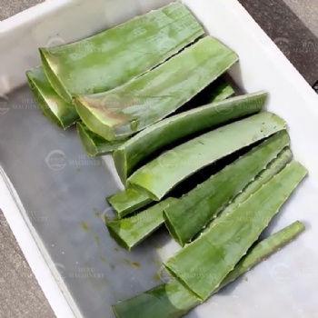 Aloe Peeling Machine