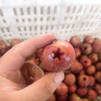 Plum Pitting Machine