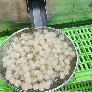 LonganPitting Machine