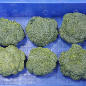 Broccoli Floretting Machine