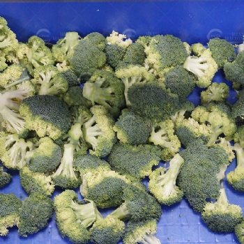 Broccoli Floretting Machine