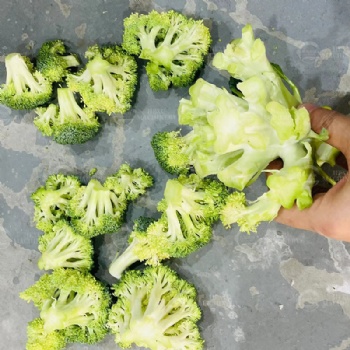 Broccoli Floretting Machine