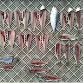 Fish Fillet Cutting Machine