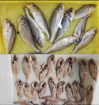 Fish Fillet Cutting Machine