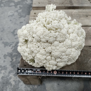 Cauliflower Floret Cutting Machine