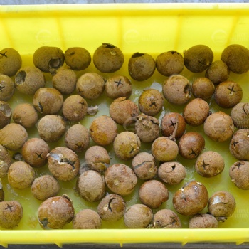 Longan Pitting Machine